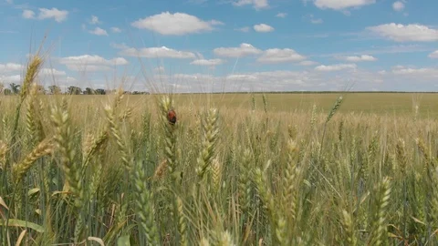 Wheat field, shooting in motion. 4k Stock Footage 91419320