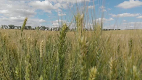 Wheat field, shooting in motion. 4k Stock Footage 91419348