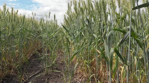 Wheat field, shooting in motion. 4k Stock Footage 91419355