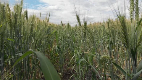 Wheat field, shooting in motion. 4k Stock Footage 91419385