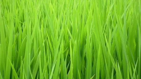 Wheat field. shot blurred grass background with water drops in the green wheat Stock Footage 73828787