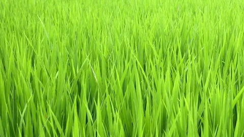 Wheat field. shot blurred grass background with water drops in the green wheat Stock Footage 73844200