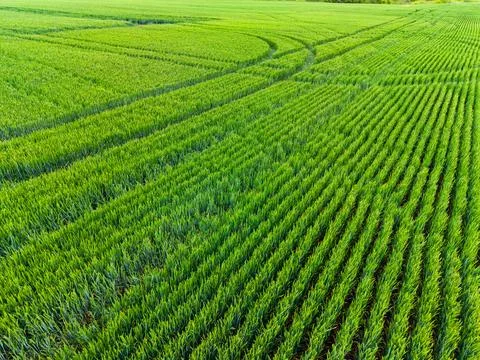 Wheat field shows rows of green plants growing in a flat area. There are trac Stock Photos