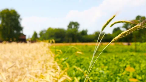 Wheat field with a single stem. Slow-motion filming Stock Footage 86021937