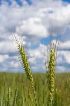 Wheat field with sky and clouds from the perspective Foto stock