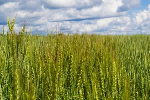 Wheat field with sky and clouds from the perspective Stock Photos