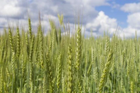 Wheat field with sky and clouds from the perspective Stock-Fotos