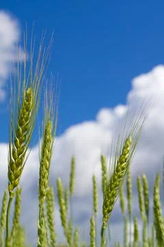Wheat field with sky and clouds from the perspective Stock Photos