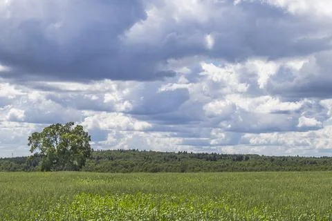 Wheat field with sky and clouds from the frog perspective Stock Photos