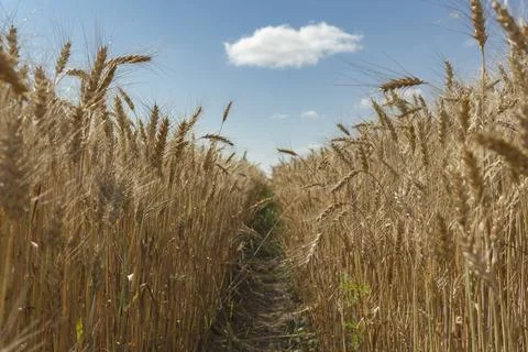 Wheat field with sky and clouds from the frog perspective Stock Photos