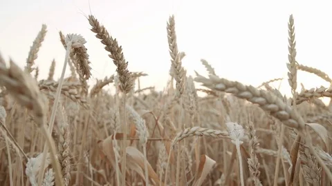 Wheat field with sky on background. Ears of golden wheat Stock Footage 82225230