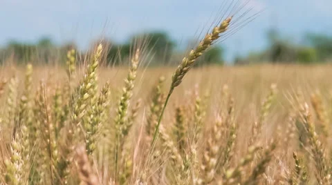 Wheat field on sky background Stock Footage 51131017