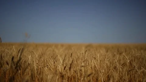 Wheat field sky Stock Footage 70865176