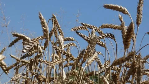 Wheat On the Field  Sky Stock Footage 80570536