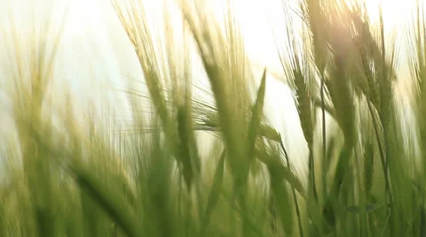 Wheat field, slider Stock Footage 37743495