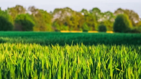 Wheat field in slightly windy evening, rape filed and forest on the background Stock Footage 76347576