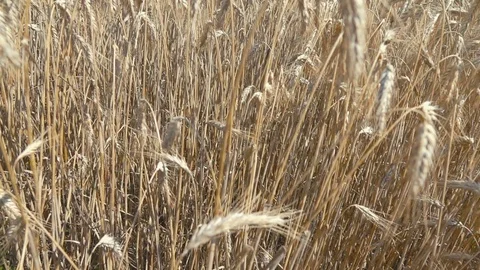 Wheat field in slow motion 250fps Stock Footage 101217844