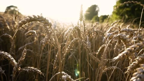 Wheat Field, Slow Motion Backwards Movement 스톡 동영상 78134298