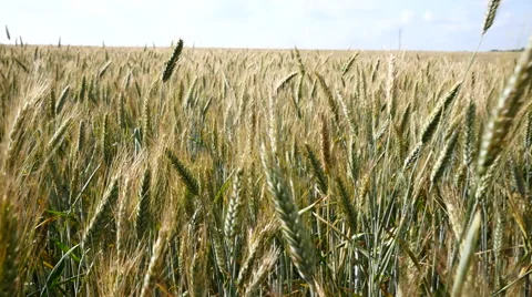 Wheat field slow motion Stock Footage 40538506