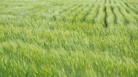 The wheat field, slow motion Stock Footage