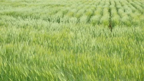 The wheat field, slow motion Stock Footage 82631532