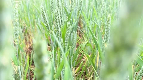 Wheat field slow motion Stock Footage 245093857
