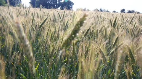 Wheat field. Slow motion low shot moving through wheat Stock Footage 40539267