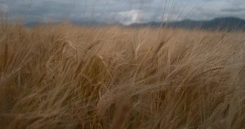 Wheat Field Slow Motion Push Farm Mountains Stock Footage 114479668