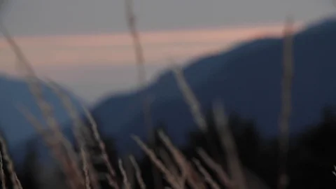Wheat field slowly blowing in the wind at dusk, closeup Stock Footage 104922427