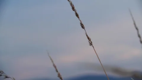 Wheat field slowly blowing in the wind at dusk sunset, macro close up Stock Footage 104922806