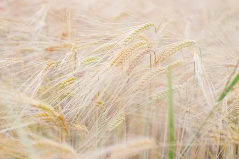 Wheat field soft focus close up Stock-Fotos