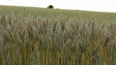 Wheat Field Soft Wind 1.mp4 스톡 동영상 10700475