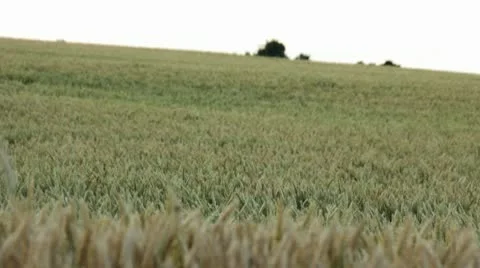 Wheat Field Soft Wind Med Shot.mp4 스톡 동영상 10765864