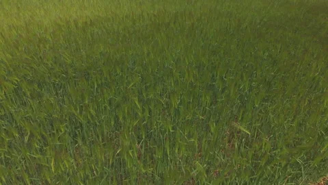 Wheat Field Spikelets Moving Slowly in the Wind in Wavy Patterns Stock Footage 130690247
