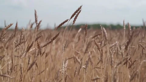 Wheat in the field. spikelets of ripe wheat sway in the wind Stock Footage 146406901