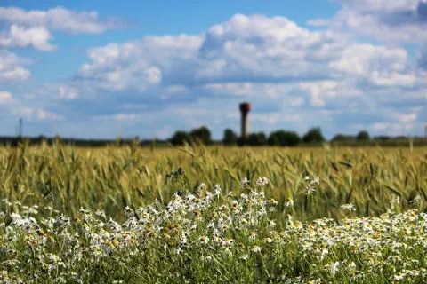 Wheat field with splashes of chamomiles and other flowers. August, summer. Stock Photos