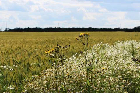 Wheat field with splashes of chamomiles and yellow flowers. August, summer. Stock Photos