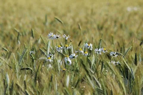 Wheat field with splashes of chamomiles and other flowers. August, summer. Stock Photos