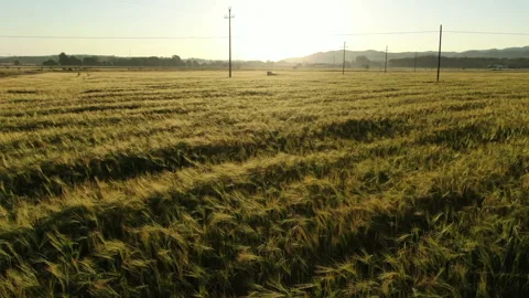 Wheat field in spring aerial drone view Stock Footage 136268378