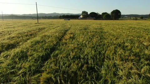 Wheat field in spring aerial drone view Stock Footage 136268905