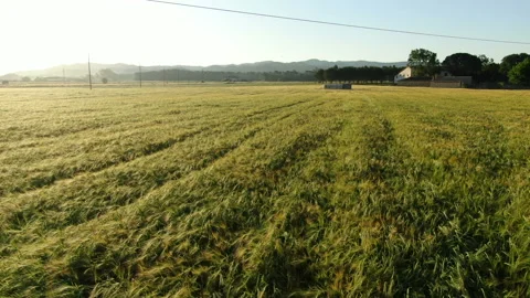 Wheat field in spring aerial drone view Stock Footage 136269258