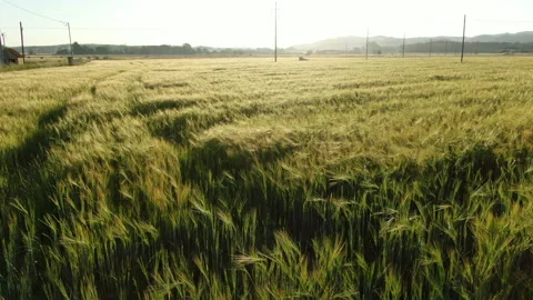 Wheat field in spring aerial drone view Stock Footage 136270225