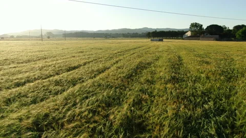 Wheat field in spring aerial drone view Stock Footage 136272887
