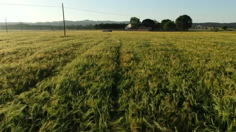 Wheat field in spring aerial drone view Stock Footage 136272888