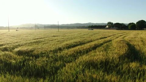Wheat field in spring aerial drone view Stock Footage 136272891