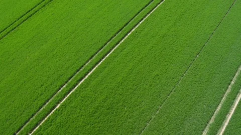 Wheat field in spring, aerial view Stockbeeldmateriaal 75839818