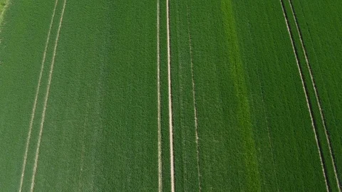 Wheat field in spring, aerial view 動画素材 75840557