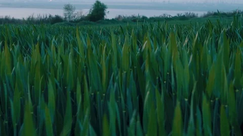 Wheat field in spring, beautiful landscape, green grass and blue sky with clouds 스톡 동영상 107624696