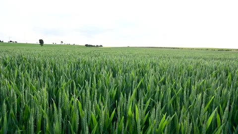 Wheat field in spring. Cereals. Stock Footage 223970672