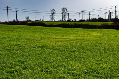 Wheat Field In A Spring Day Stock Photos